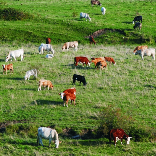 Viabilidade da Homeopatia na Agropecuária